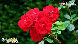 I can see it in your smile......You're all I've ever wanted