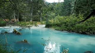 GENTLE MUSIC THERAPY WITH AMBIENCE SOUNDS ##relaxation #birdsounds #naturelovers 