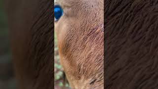 మా బుజ్జి దుడపిల్ల కామెడీMa Bujji Dudapilla is a comedy#viral #comedy #cow #trend #ytshorts