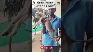 #kannipuppies#puppysale#chippiparaidog#dog#puppy#viralvideo#trendingshort#chippiparai#nature#breeder