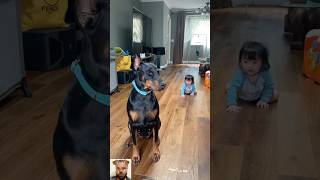 When the baby hires a bodyguard 👶 #dogcoach #shortvideo #shorts