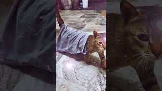 🫶🏼❤️‍🔥🤣 #funny #cat #shorts #catlover #ytshorts