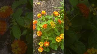Blooming flowers