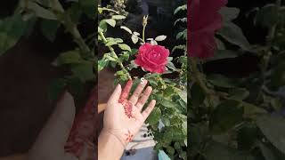 #shygirl #bangladesh #nature #youtubeshorts#youtubeshorts #song #song ,🌲🌿