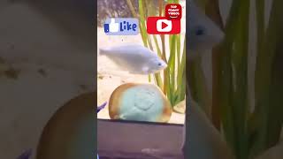You can't stop laughing 19 #fails #funny  #funniestvideos  #funnyoffical