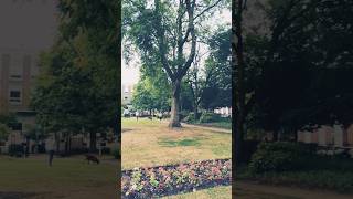 small garden 🏡 beside our library 🇬🇧#ytshorts #uklifestyle  #abroadlife #internationalstudentlife