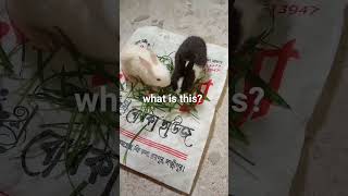 rabit baby, #shortvideo #viralvideo#rabit#fyp #foryou