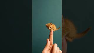 Tiny Cat, Big Heart 🐱✨ | Miniature Magic on My Finger #cuteanimals #animalfriendship
