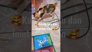🥰kucing yang mengemaskan 🥰
