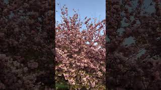 Paris in Spring