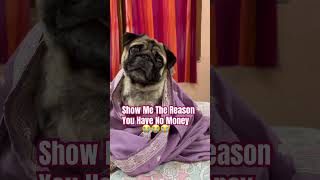 He Is So Expensive 😏😎#funny #memes #pug #pets #petlover #subscribe #support #shorts #viralvideo