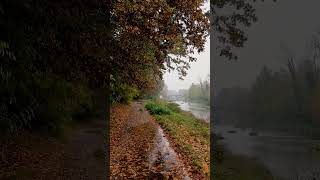 Rainy Trail | Relaxing Sounds for Sleeping| check out my channel for longer relaxing videos