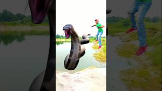 Anaconda snake in real life P125#shorts #short #snake #nagin #python #anaconda #snakes #big snake