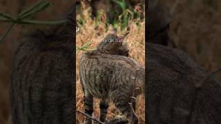 Untamed, Unfiltered, Pure nature’s voice #RawNature #IntoTheWild #NatureShorts #WildlifeLove #Cinema