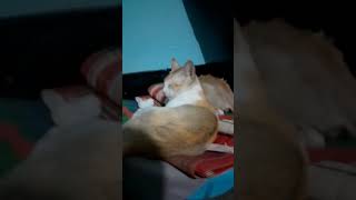 resting in royal style #catvideos #catlover #suscribe #catshorts #petlover #animallover #catkeepars