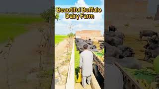 How We Manage Our Buffalo Dairy Farm Daily! #buffalodairyfarm #dairybusiness #farmlife #buffalomilk