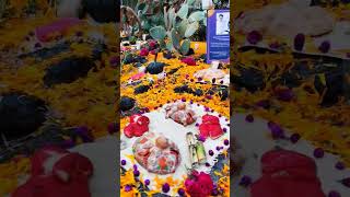 La ofrenda del #diademuertos en el Instituto de Biología de la #UNAM #cdmx