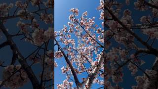糸川遊歩道のあたみ桜が見頃を迎えています🌸#熱海 #あたみ桜 #早咲きの桜 #熱海観光 #伊豆観光 #チャフカ #chafuka #shorts