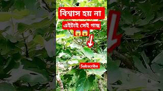 Tin Fol Gach। তিন ফল চাষ। মিশরী ডুমুর। ত্বীন ফলের চারা #তিন_ফল #shorts #viralvideo #vibehubbyarian