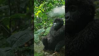 Few words from Joyleen, a ranger guide currently serving at Bwindi Impenetrable Park.