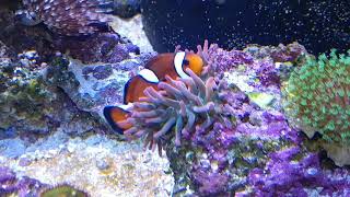 Rainbow Bubble Tip Anemone