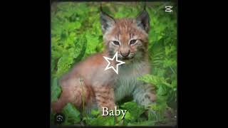 I love baby lynx cats 🥰 #lynxcat #cute #bingobingobaby