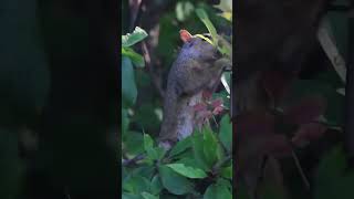 Aerial Predator Meets Tree Dweller Eagle Hunts Squirrel