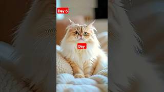 Cat grooming (before & after) - #CatCare #PetTransformation