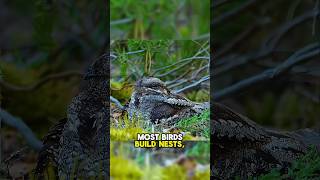 The Bird That Doesn’t Build Nests! #NestlessBird #NightjarMystery #WildlifeOddities #NatureIsWild