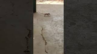 Garden Lizard eating Ants from biscuit#shorts