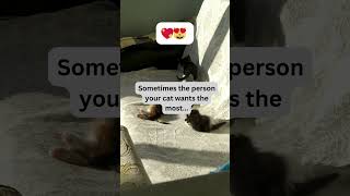 The Heartbreaking Reality of Cat Longing 😿💔 #cat #catlife #fyp