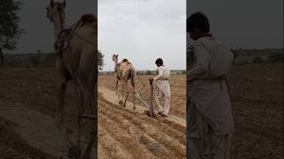الزراعة التقليدية، تربية الإبل