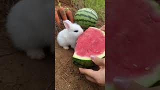 Sweetyy !! #cute #You Must Know #viral story #Wonderbot