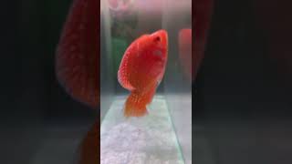 #cichlid #redparrotfish #beautiful #trending #fishmaintain #clearwateraquarium #aquariumdesign #tank