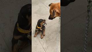 Kombai meets Doberman Puppy
