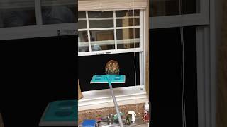 He found an owl inside of his house 😳
