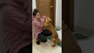 #rushmika #cute #dog #love #bollywood #actress #india @photographygraphicpicture146