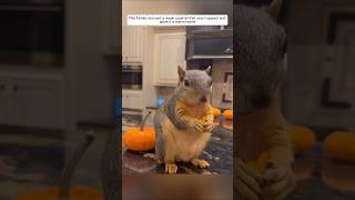 This family rescued a weak squirrel that was trapped and gave it a warm home #animalshorts