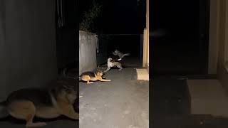 #TigerVsDog #AnimalFight #WildlifeBattle #TigerAttack #DogFight #JungleFight #WildAnimals