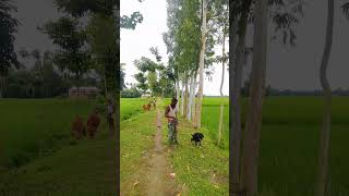 Village nature #village #islamiclecture #farming #farmer #cowboy #nature #islam