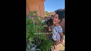 #happywednesday  from #kindredfamilygardens 1st #tomato of the season #kidsinthegarden #patiogarden