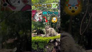 "আগে দুর্বল ছিল 😢 20 দিন পর একদম সুস্থ ✅" bengali mini vlog #minivlog #shortsfeed #trending #shorts