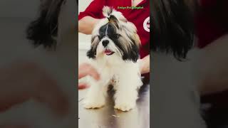 From Messy to Majestic: Pet Grooming Glow-Up