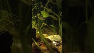 #CoryCatfish#AquariumFish#FishTankAquariumSetup#FishCare#Corydoras#Aquascaping#FishLovers#aquascape