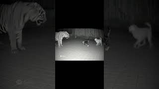 Tiger Vs Cat 🐱 | Chhoti Billi Ne Sher Ko Di Takkar! 😂🔥🙀 #TigerVsCat #FunnyAnimals  #TrendingNow