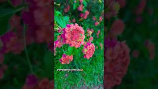 #ownvoice #singingcover #naturelovers  #Poo Pookum Osai #anthophile #chirpingbirdsmusic #dewdrops