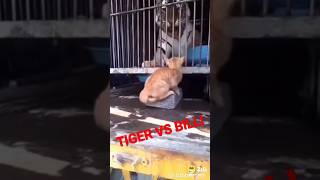 #TIGERvsBILLI #animals #comedy #funnyvideo #viralshorts#viral #shortvideo #viralvideo #sosilentfunny