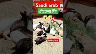 সোদি আরবের ক্ষুধার্ত খরগোশ ytshorts #vibehub #ক্ষুধার্তখরগোশ #vibehubvideos
