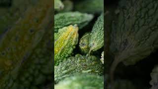 Unlock Health Secrets 9 Chinese Remedies for Weight & Sugar Control