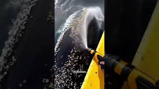 OMG Giant Deepse #BarnacleInjury #SaveTheOcean #AnimalRescue #MarineConservation #SeaLife